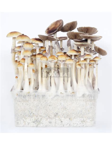 Psilocybe cubensis grow kit PES Amazonian