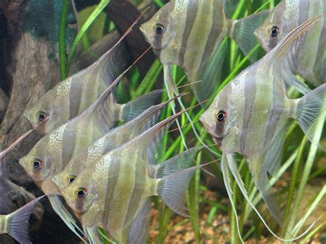 Pez ángel Altum • Pterophyllum altum • Ficha de pez