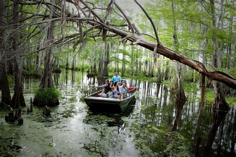 Alligator Life Cycle: Fall - Pearl River Swamp Tours, New Orleans