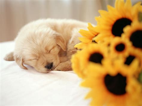 cute puppys | So cute - Puppies Wallpaper (14749024) - Fanpop fanclubs ...