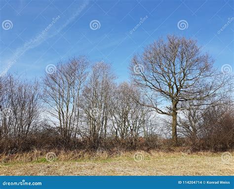 Kink or Hedge Bank in North Germany Stock Photo - Image of boundary, pastoral: 114204714