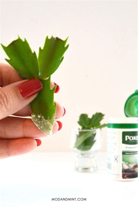 3 Ways How to Propagate a Thanksgiving Cactus