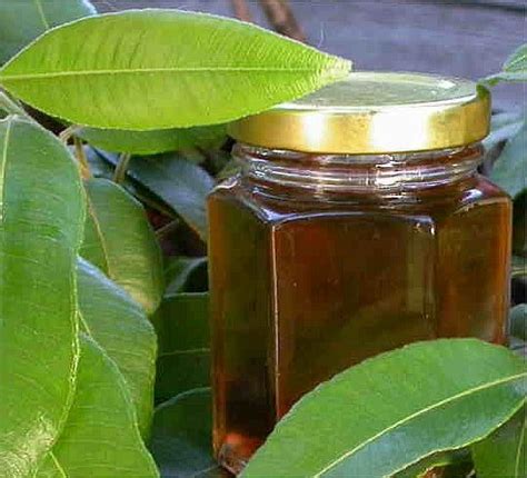 Lemon Myrtle Syrup with Lemon Myrtle leaves | Australian Plants Society