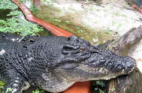 Cassius, the world's largest crocodile, is a very good boy! | Guinness ...