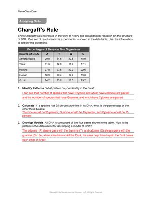 Chargaff's Rule Practice Worksheet Answer Key - Ippazio Antonucci