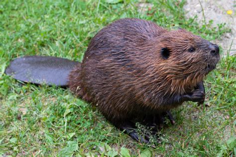 North American Beaver Facts | CRITTERFACTS