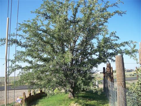 Quercus fusiformis 12 ESCARPMENT LIVE OAK ACORNS Seeds & Bulbs Tree ...