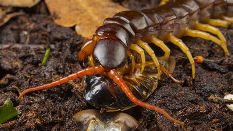 Giant centipedes can kill prey 15 times bigger than they are, thanks to ...