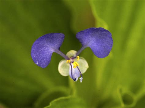 Dayflower | Blue, Edible & Perennial | Britannica