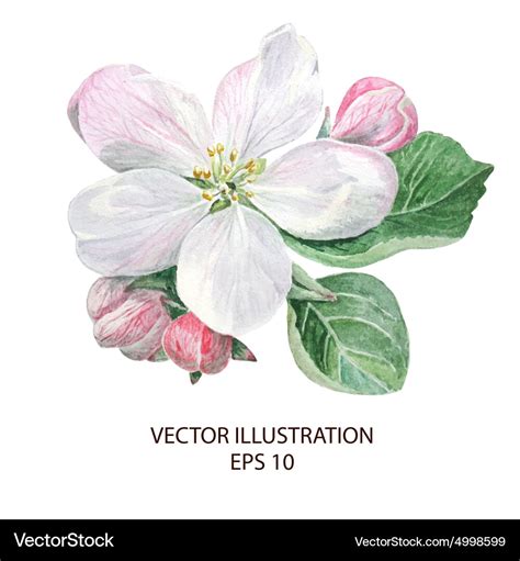 Apple blossom flowers Royalty Free Vector Image