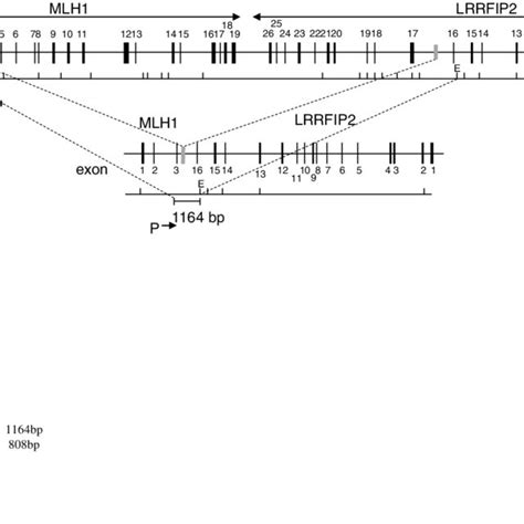 Restriction EcoRV enzyme digestion and PCR. a. Schematic illustration... | Download Scientific ...