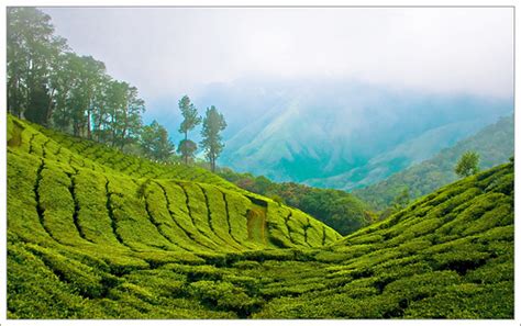 Munnar - Kerala Photo (20649105) - Fanpop