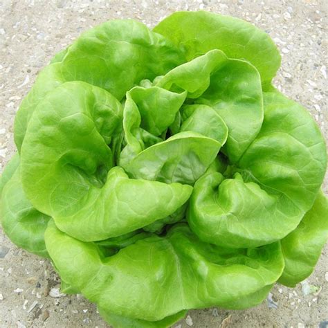 Butterhead Lettuce Plants On Sale | Shop Now For Best Prices