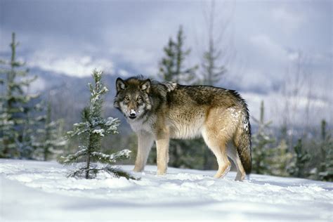 Conservation Group Calls Trump Admin Decision to Revoke Gray Wolves ...