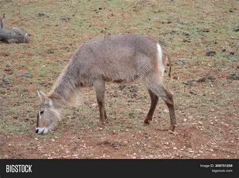 Portrait Cobo Breeding Image & Photo (Free Trial) | Bigstock