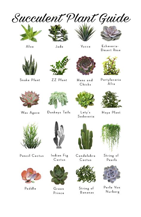 Wagga Nursery - Succulent Fun Facts: ~ Succulents...