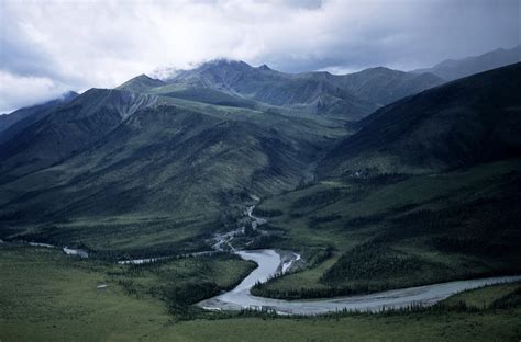 Pando, the Most Massive Organism on Earth, Is Shrinking - The New York ...