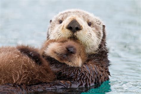 The Rebound of the Sea Otter - Alaska Magazine