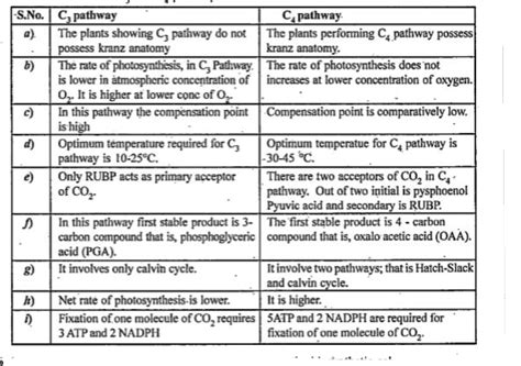 Difference Between C3 And C4 Plants