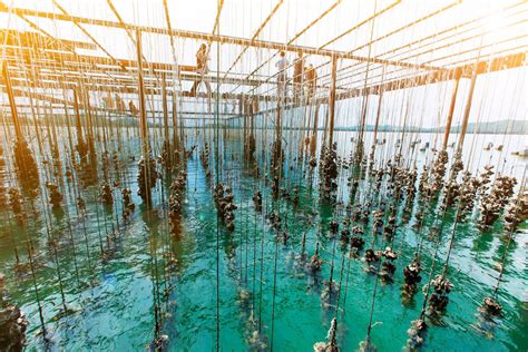 A Short History of Aquaculture Innovation | Hakai Magazine