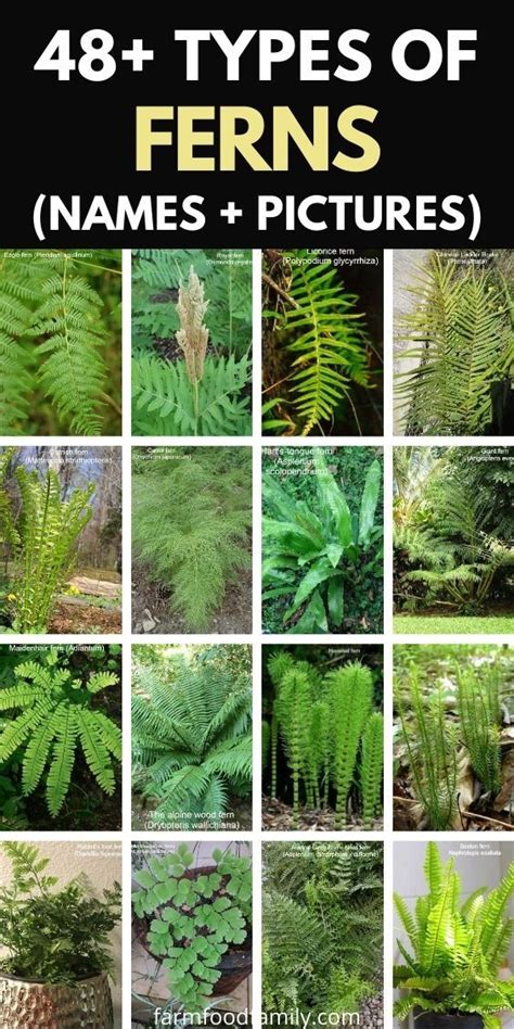 Different Types Of Ferns With Interesting Facts And, 47% OFF