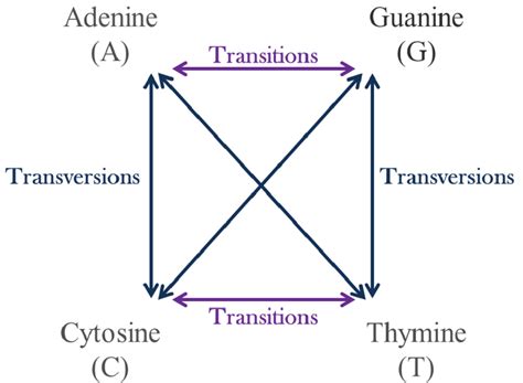 [Solved] In gene mutation, adenine is replaced by guanine, it is: