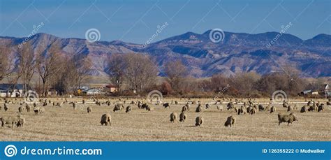 Sheep in the Grand Valley stock photo. Image of valley - 126355222