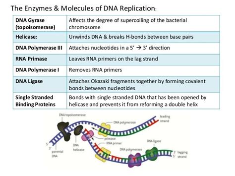 7.1 dna structure & replication