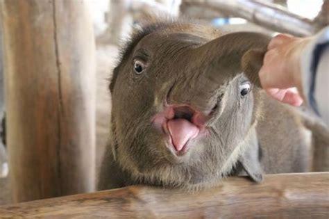 Smiling baby elephant...! | Simple Smiles & Happy Thoughts | Pinterest