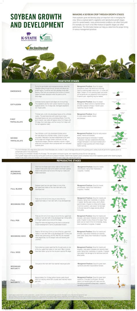 (PDF) SOYBEAN GROWTH MANAGING A SOYBEAN CROP THROUGH GROWTH STAGES ...