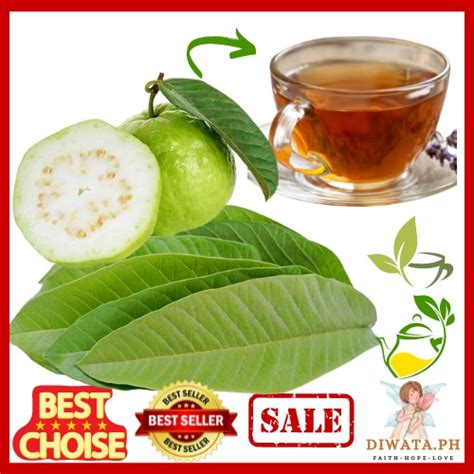 Herbal Dahon ng Bayabas Guava Leaves with Freebies Fresh Healthy 50 grams | Shopee Philippines