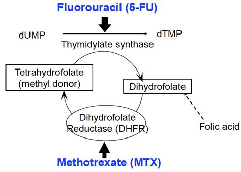 Methotrexate Mechanism of Action | Search Results | The Fast ...