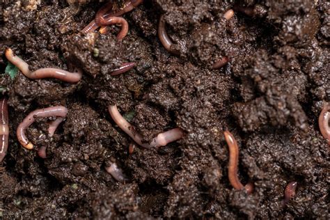 Are Worms In Soil Good Or Bad? - Farmer Grows