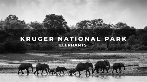 Elephants of Kruger National Park // Wildlife Photography with the Canon R5 + RF 100-500mm - YouTube