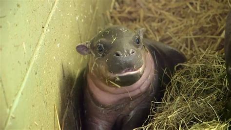 Rare Pygmy Hippo Baby Born