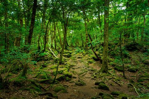 What is the Aokigahara forest in Japan and can you visit it? - Verdict