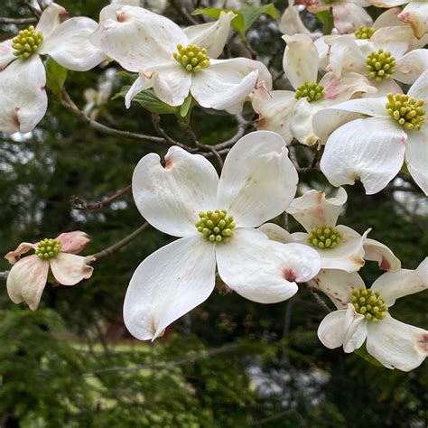 Flowering Dogwood - Cornus florida L. - Vic's Tree Service