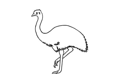 How to draw an Emu step by step - Easy Animals 2 Draw