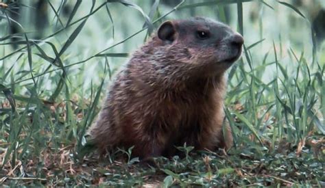 5 Best Groundhog Traps in 2024 [Detailed Reviews]