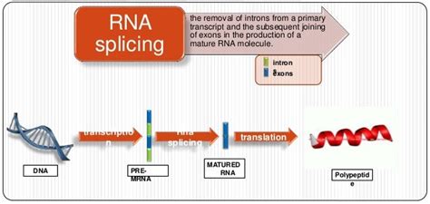 Rna splicing