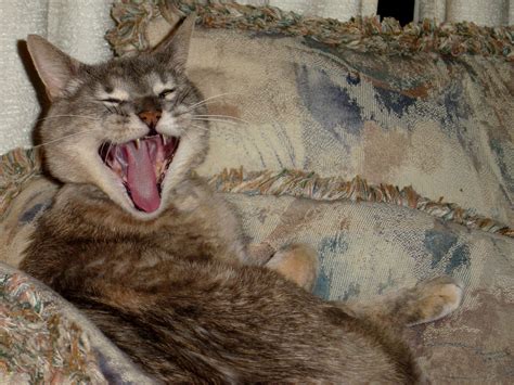 Yawning Cat – Photos Public Domain