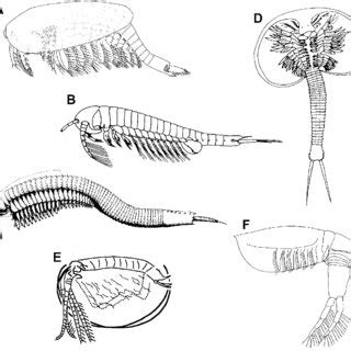 (PDF) Phylogeny of Branchiopoda (Crustacea) - Character Evolution and Contribution of Uniquely ...