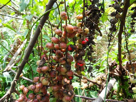 Alchornea cordifolia (Schumach. & Thonn.) Müll. Arg. (EUPH… | Flickr