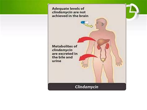 Antibiotic Macrolides and lincosamides history,classification,mechanism of action and adverse ...