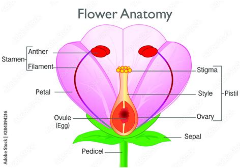 Flower anatomy. Plant reproductive system diagram, annotated. Flowering ...