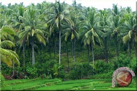 Kebun Kelapa