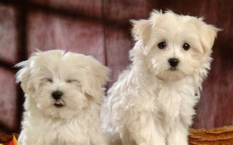 puppies | Free Maltese Puppies Wallpapers | All Puppies Pictures and ... | Maltese puppy, White ...