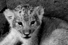 Black And White Lion Cub Free Stock Photo - Public Domain Pictures