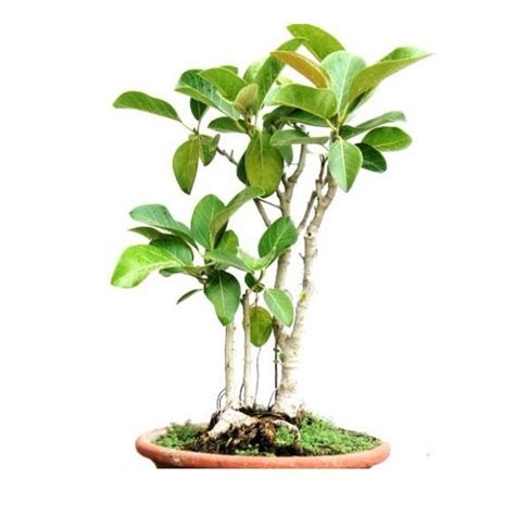 Buy Banyan Tree Bonsai (7 Years old) tree online at plantsguru.com