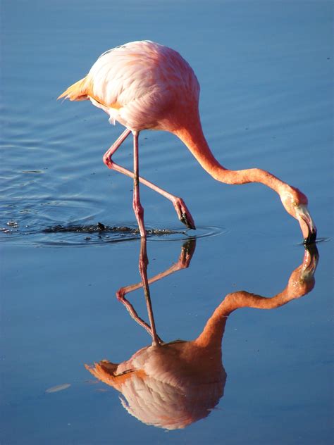 Pin on Galapagos Islands